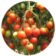 Icon of program: Tomato Cultivation IIHR