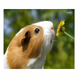 Ícone do programa: Guinea Pig Communicator