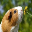 Иконка программы: Guinea Pig Communicator