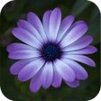 Icoon van programma: Flower Wallpaper