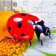 Icon of program: Insect Jigsaw Puzzle Game…