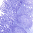 Ícone do programa: AnatLab Histology