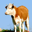 プログラムのアイコン：Cow Sounds