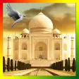 Taj Mahal Birds Live Wallpaper