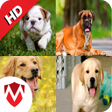 Icon of program: 50 Dog sounds