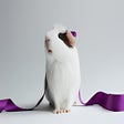Icon of program: Guinea Pig Wallpaper HD N…