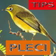 Icon of program: Tips Perawatan Burung Ple…