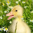 ไอคอนของโปรแกรม: Baby Duck Wallpaper