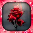 Rose Wallpaper Live HD3D4K