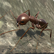 Ikon program: Ant Simulation 3D - Insec…
