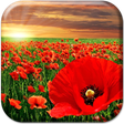 プログラムのアイコン：Red Poppy Live Wallpaper