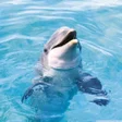 Иконка программы: Dolphin Wallpaper Hd