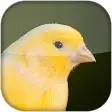 Canary Bird Sounds 2020