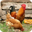 Icon of program: Chicken HD Wallpaper