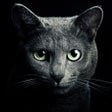 أيقونة البرنامج: Find a Cat for iPhone