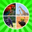 Icon of program: Animal Names Cards