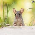 Icon of program: My Cute Rat HD Wallpapers…