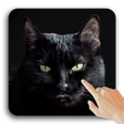 程序图标：Cute Black Cat Live Wallp…