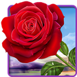 Icon of program: Rose. Magic Touch Flowers