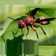 ไอคอนของโปรแกรม: Learn Insects and Mammals