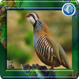 プログラムのアイコン：Partridge sound