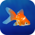 أيقونة البرنامج: Goldfish 3D Relaxing Aqua…