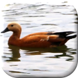 プログラムのアイコン：Duck Live Wallpaper