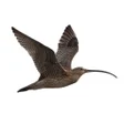 Icon of program: Birds of Russia Field Gui…