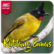 プログラムのアイコン：Suara Burung Kutilang Ema…