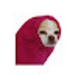 ไอคอนของโปรแกรม: DogeGuard