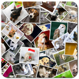 プログラムのアイコン：Collage Maker