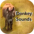 Donkey Sounds - Funny Sounds