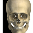 程序图标:Visual Bones