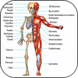 Ikon program: 3D Human Anatomy