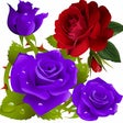 Programın simgesi: Flower Rose Live Wallpape…