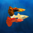 Icoon van programma: My Guppy