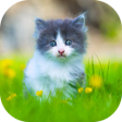 Icon of program: 10000 Animals Wallpapers