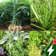 程序图标：Medicinal plants lite