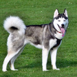 プログラムのアイコン：Siberian Husky Dog Wallpa…