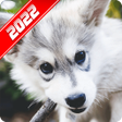 プログラムのアイコン：Husky Wallpaper