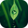 Programikonen: Nature Screen