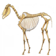 أيقونة البرنامج: Anatomia Veterinária