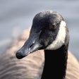 Programikonen: Goose Sounds