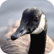 Icon of program: Goose Sounds