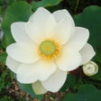 程序图标：Meditation - Method and Q…