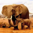 Ikon program: The Elephant