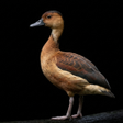 Icon of program: Appp.io - Duck Sounds