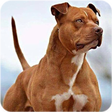 程序图标：Pitbull Wallpaper