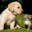 程序图标：Nice Animals Wallpapers