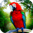 Ícone do programa: Jungle Parrot Simulator -…